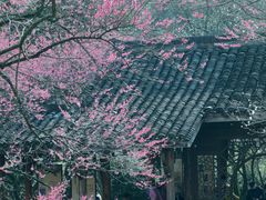 -杭州植物园