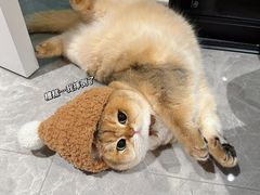 -顺强宠物诊所·狂犬免疫·夜诊·骨科(嘉定店)