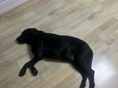 -马志善稀糊爛生熟肉店