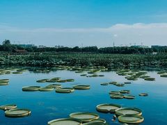 -荷塘月色湿地公园·向阳花洲