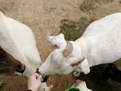 -无锡动物园·太湖欢乐园