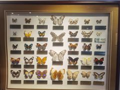 -上海昆虫博物馆