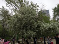 -长白岛森林公园