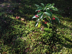iphone_upload_pic-西芳寺(苔寺)