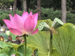 -莲花池公园