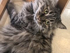 -藏猫猫咖啡主题馆(中央大道店)