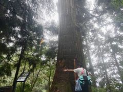 -天目山大树王景区
