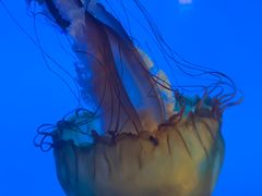 -太平洋海底世界