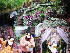 -正佳雨林生态植物园
