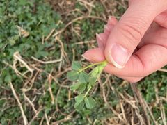 -汉长安城未央宫国家考古遗址公园