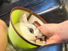 -御宝贝·A梦猫科宠物医院(国际猫友好医院)