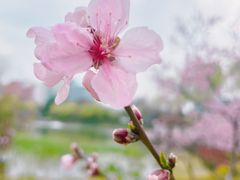 -新虹桥中心花园