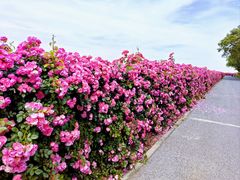 -上海滨江森林公园