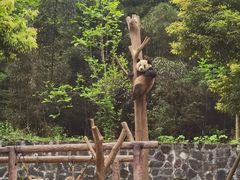 -都江堰中华大熊猫苑