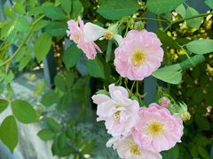 -杭州观成实验学校