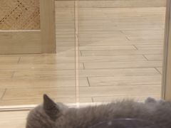 -屋虎猫馆(宝安大仟里店)