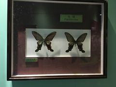 -上海昆虫博物馆