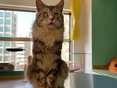 -猫在这儿猫咪咖啡馆·撸猫馆