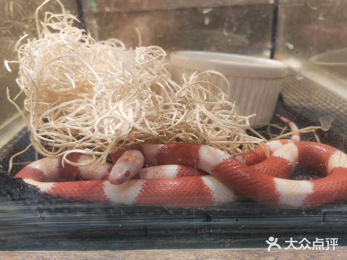 上海大自然野生昆虫馆景点图片