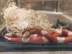 景点-上海大自然野生昆虫馆