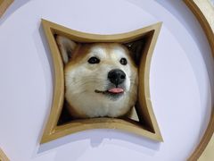 -柴务处·柴犬主题狗咖