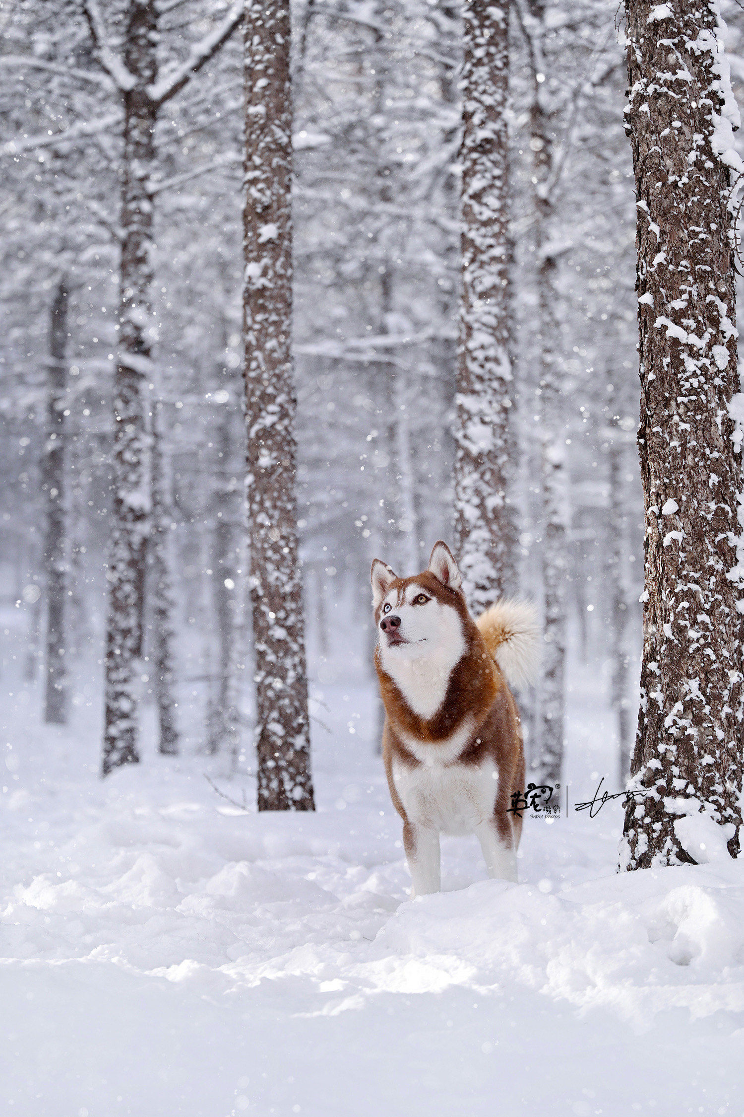在雪地里寻找家的感觉