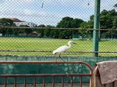 -尼甘布海鲜市场