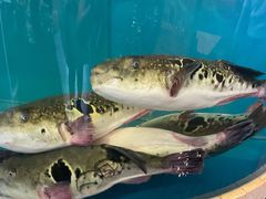 -天正河鲀·河豚亭(大连店)