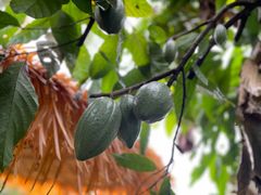 -中国科学院西双版纳热带植物园