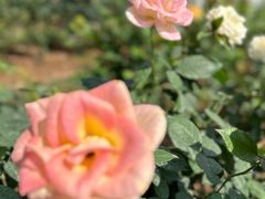 -人民公园(罗湖区)