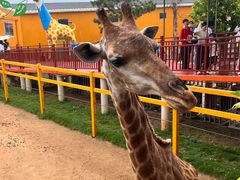 -西霞口神雕山野生动物世界