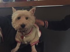 -百好乐宠物友好餐厅(朝外大街店)