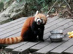 -成都大熊猫繁育研究基地