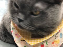 -贝利宠物医院·骨科·眼科·肿瘤转诊中心(南坪诊疗中心)