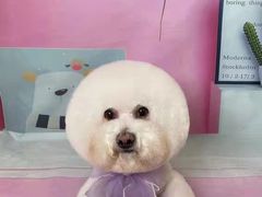 -读宠于你·约克夏比熊·睫角守宫·爬宠售卖(高新店)