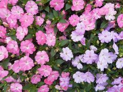 -上海鲜花港