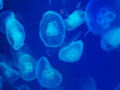 -石家庄极地海洋世界