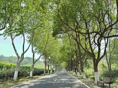 -宜兴龙背山森林公园