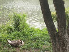 -海珠湖公园