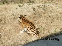 -上海野生动物园