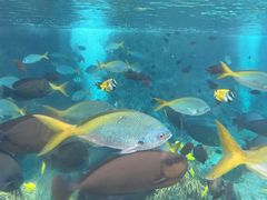 -新加坡水上探险乐园