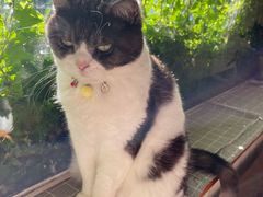 -海边的猫和咖啡馆