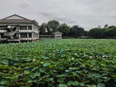 -荔湾湖公园