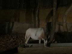 -清迈夜间动物园