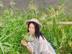 -大塘金香草谷