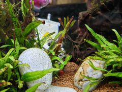 -阿莉餐厅(枣阳路店)