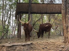 -清迈夜间动物园