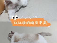-藏猫猫咖啡主题馆(中央大道店)