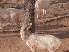 -石家庄市动物园