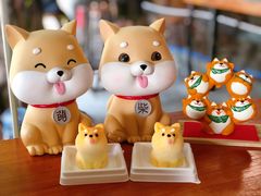 -柴犬高等学院·狗咖·柴犬售卖·宠物训练